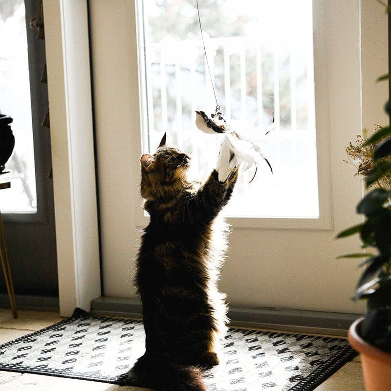 Cat safe interactive bird toy suction stand