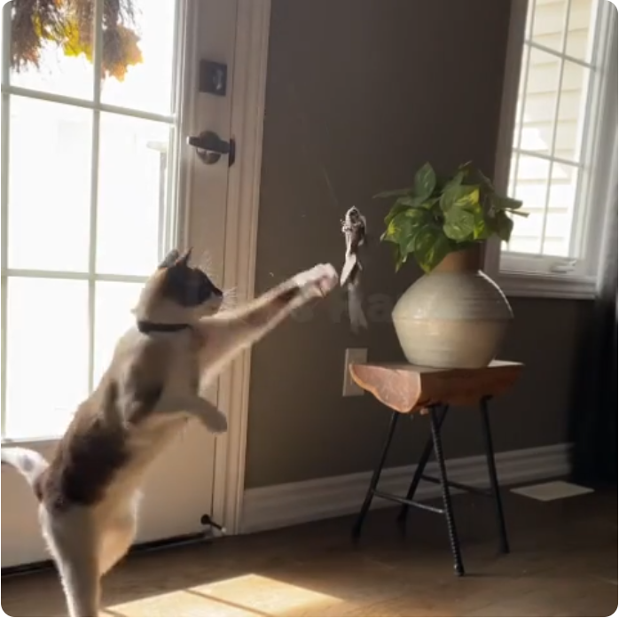 Cat jumping and playing with interactive bird simulation toy